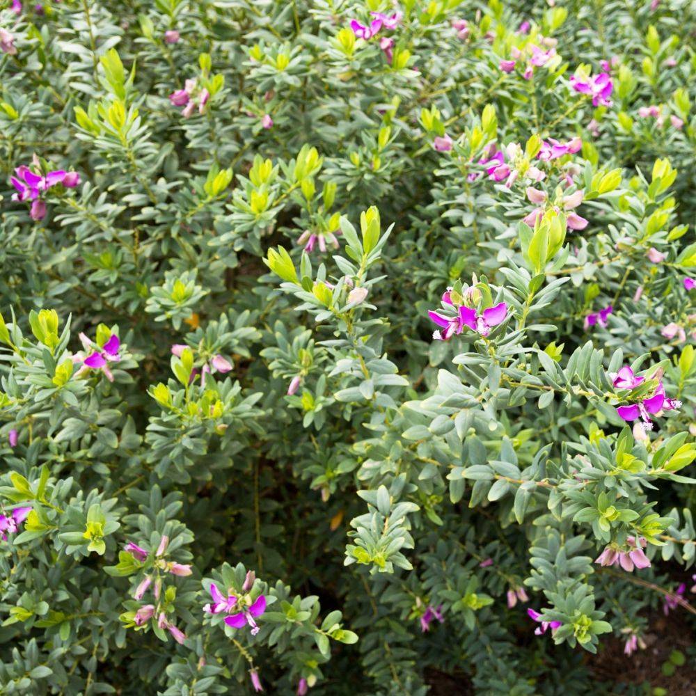 Polygala myrtifolia - Image 1