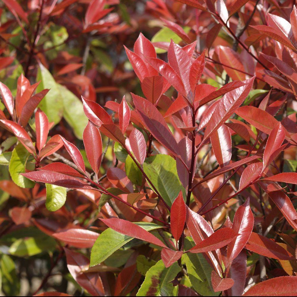Photinia Red robin - Image 2