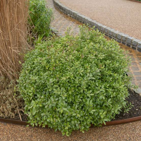 Pittosporum Midget - boule de 30cm - Image 1