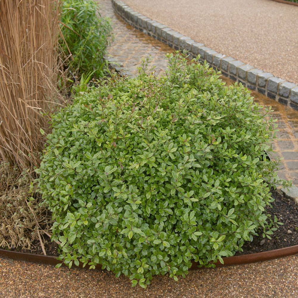 Pittosporum Midget - boule de 30cm - Image 1