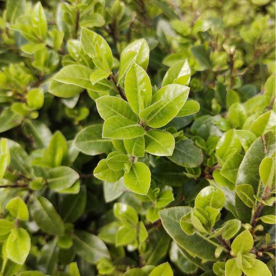 Pittosporum Midget - boule de 30cm - Image 2