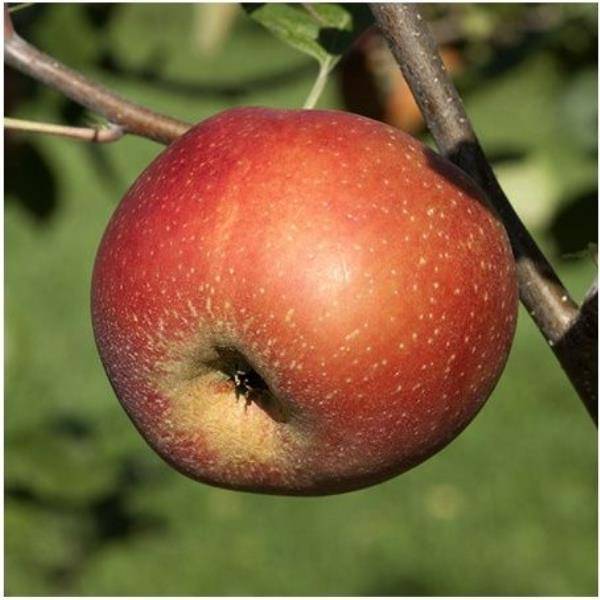 Pommier 'Belle de Boskoop' : taille en palmette U - Image 3