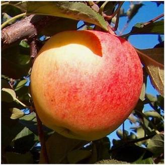 Pommier 'Mondial Gala®' : taille en demi-tige, en pot de 12L