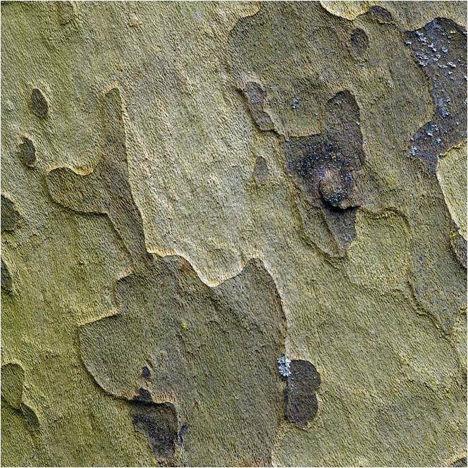 Platane à feuilles d'érable