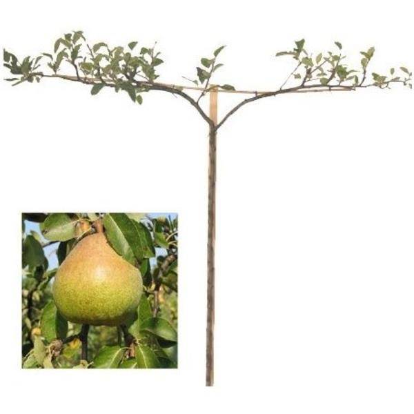 Poirier 'Beurré d'Aremberg' : taille en cordon double 0,79 - Image 2