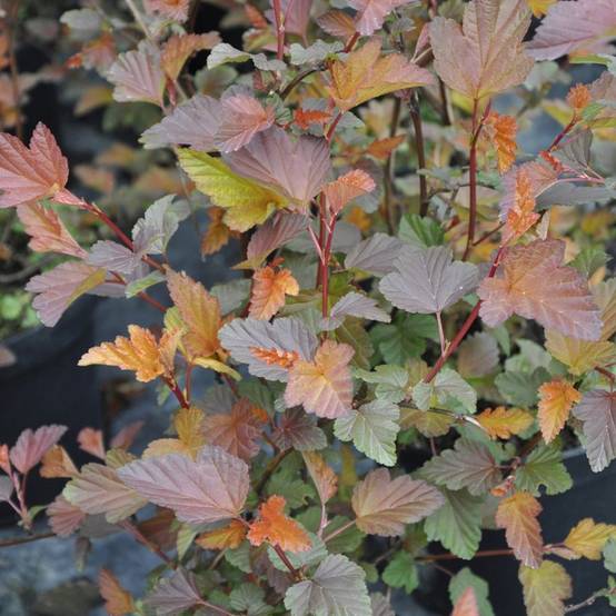 Physocarpus 'Diable d'or' - Image 1