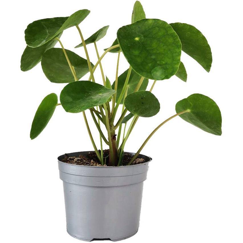 Pilea peperomioides - Pilea - Image 2