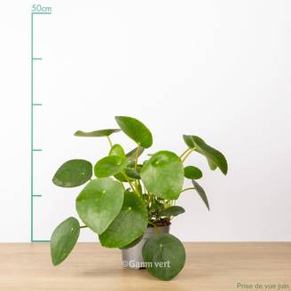 Pilea peperomioides - Pilea