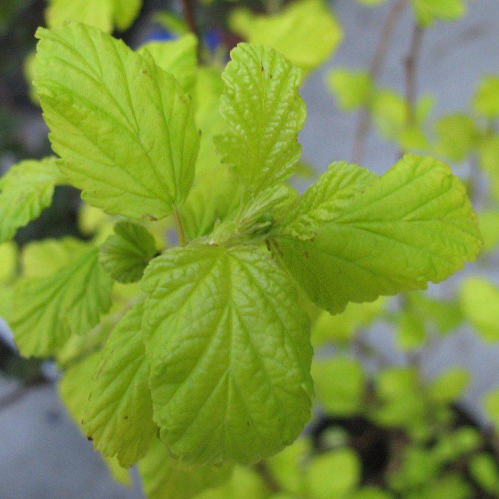 Physocarpus 'Darts gold' - Image 1