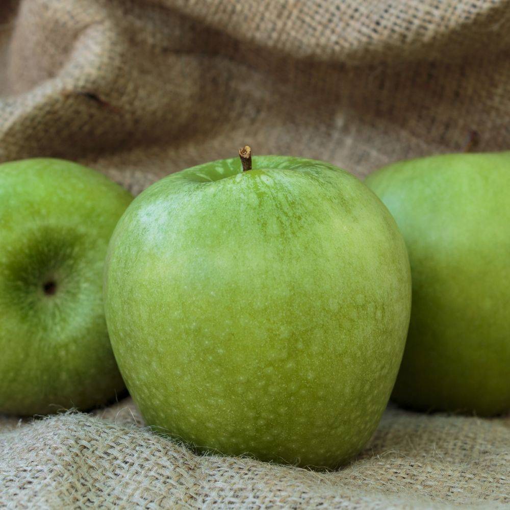 Pommier 'Granny Smith'® : taille en quenouille, pot de 7,5 L - Image 2