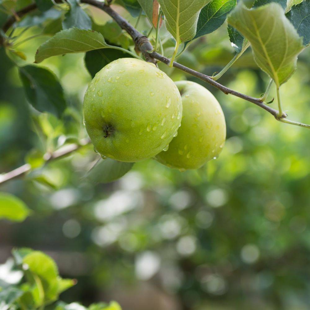 Pommier 'Granny Smith'® : taille en quenouille, pot de 7,5 L - Image 3
