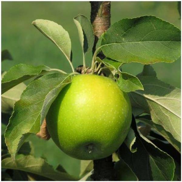 Pommier 'Granny Smith'® : taille en quenouille, pot de 7,5 L - Image 1