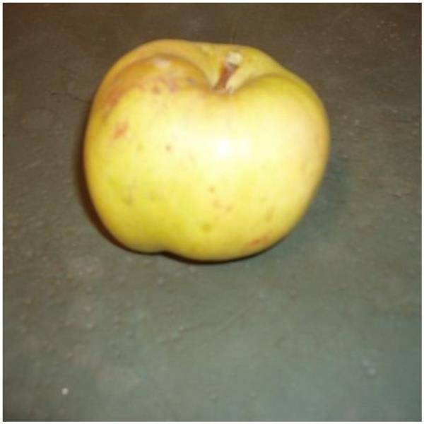 Pommier 'Calville du Roy' : taille en gobelet