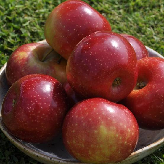 Pommier 'Ariane®'
