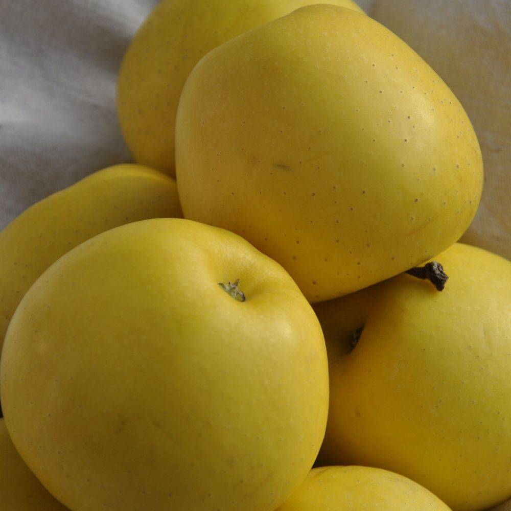 Manzano 'Golden Delicious': tamaño en media vara, en maceta de 12L - Imagen 1