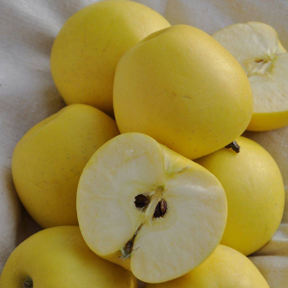 Manzano 'Golden Delicious': tamaño en media vara, en maceta de 12L - Imagen 2