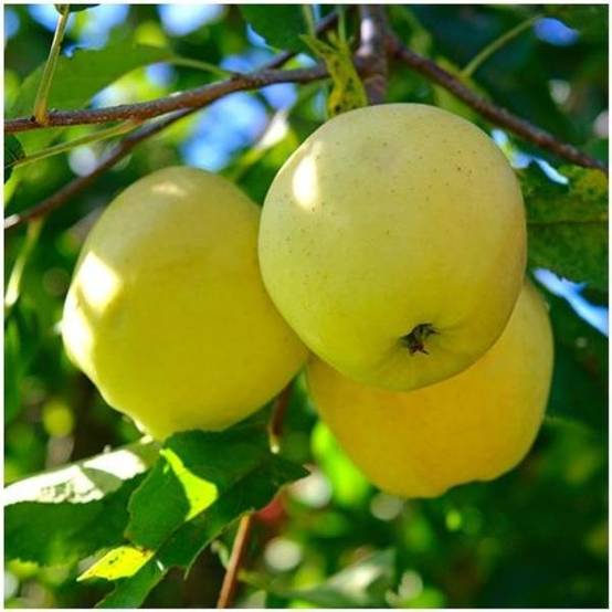 Pommier 'Golden Delicious' : taille en demi-tige, en pot - Image 2