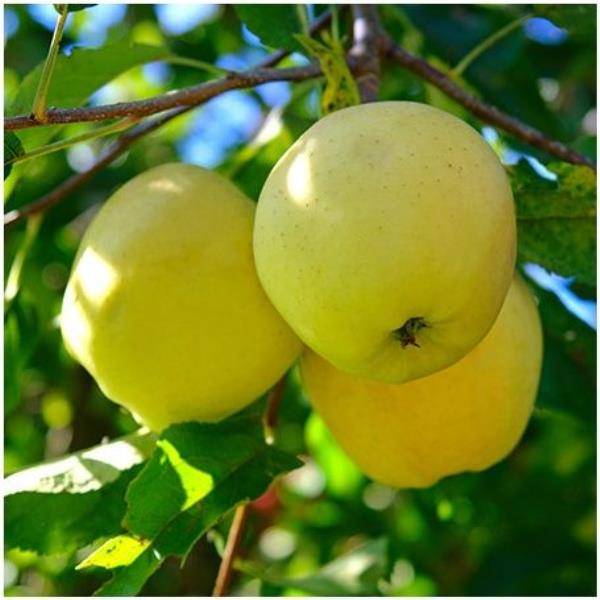 Pommier 'Golden Delicious' : taille en demi-tige, en pot - Image 2