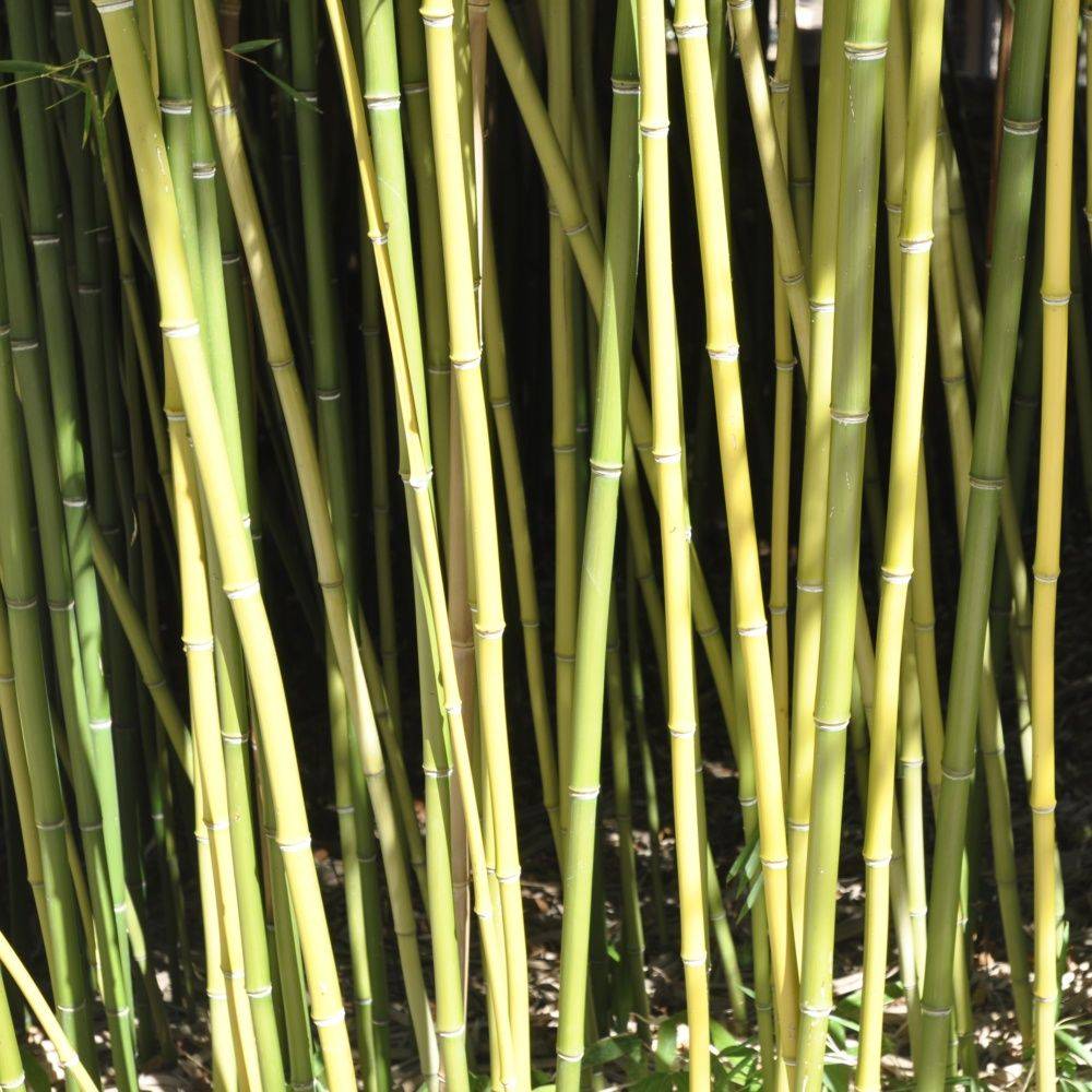 Bambou moyen : Phyllostachys humilis