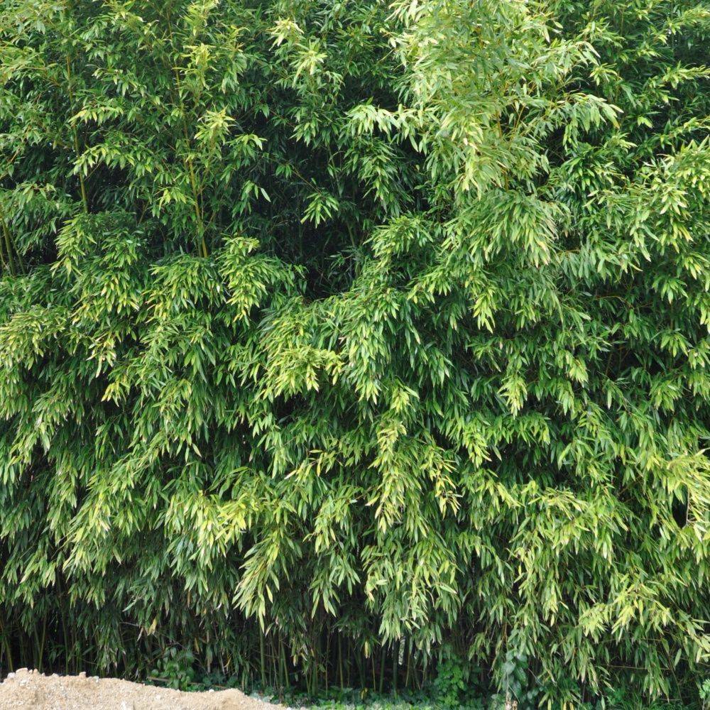 Bambou moyen : Phyllostachys bissetii