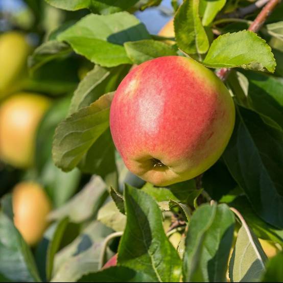 Pommier 'Elstar' : taille en palmette double U - Image 1
