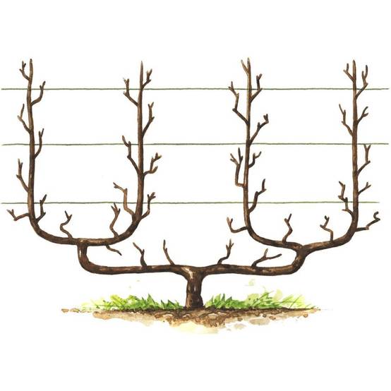 Pommier 'Elstar' : taille en palmette double U - Image 2