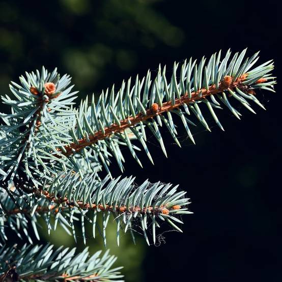 Sapin bleu Glauca globosa - Picea pungens - Image 2