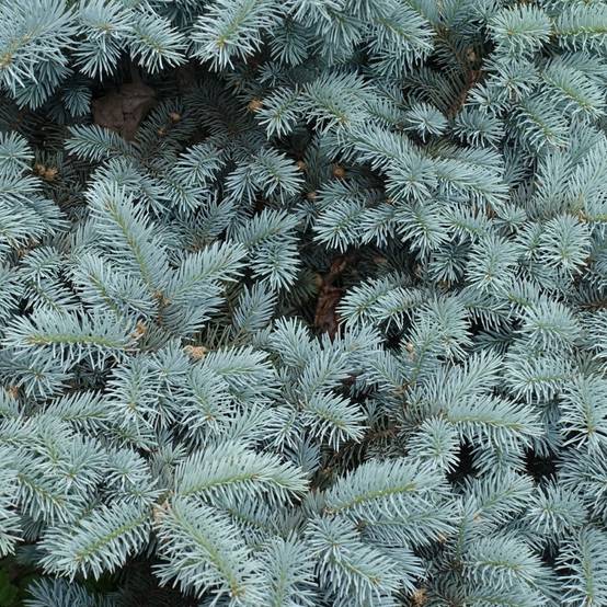Sapin bleu Glauca globosa - Picea pungens - Image 1
