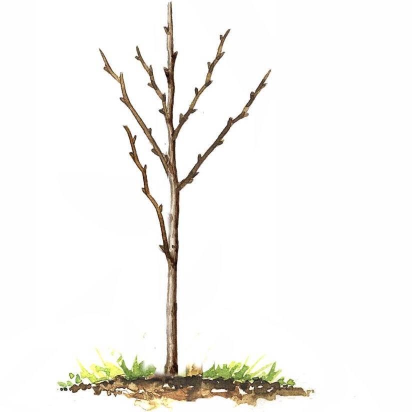 Poirier 'Beurré Hardy' : taille en gobelet, en pot - Image 6