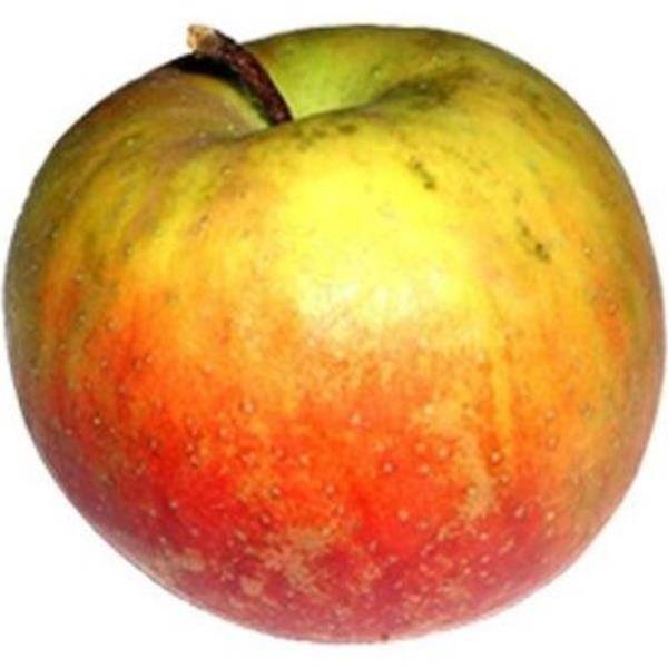 Pommier 'Belle de Boskoop' : taille demi-tige, en pot de 12 L - Image 2