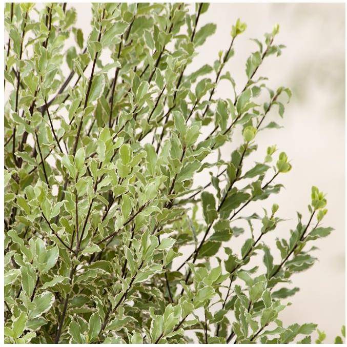 Pittosporum tenuifolium Elisabeth - Image 3