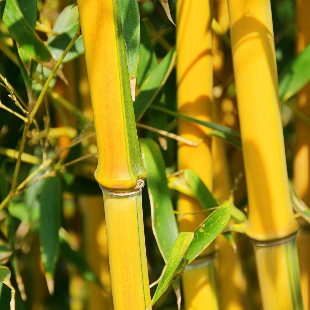 Bambou moyen : Phyllostachys aureosulcata 'Aureocaulis' - Image 3