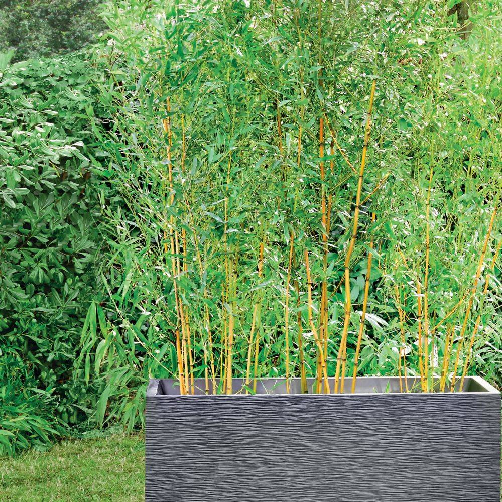 Bambou moyen : Phyllostachys aureosulcata 'Aureocaulis' - Image 4