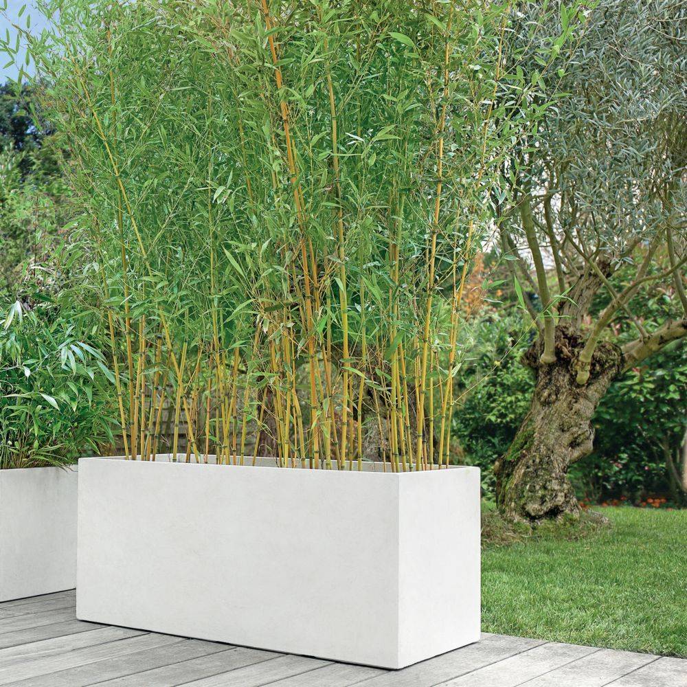 Bambou moyen : Phyllostachys aureosulcata 'Aureocaulis' - Image 1