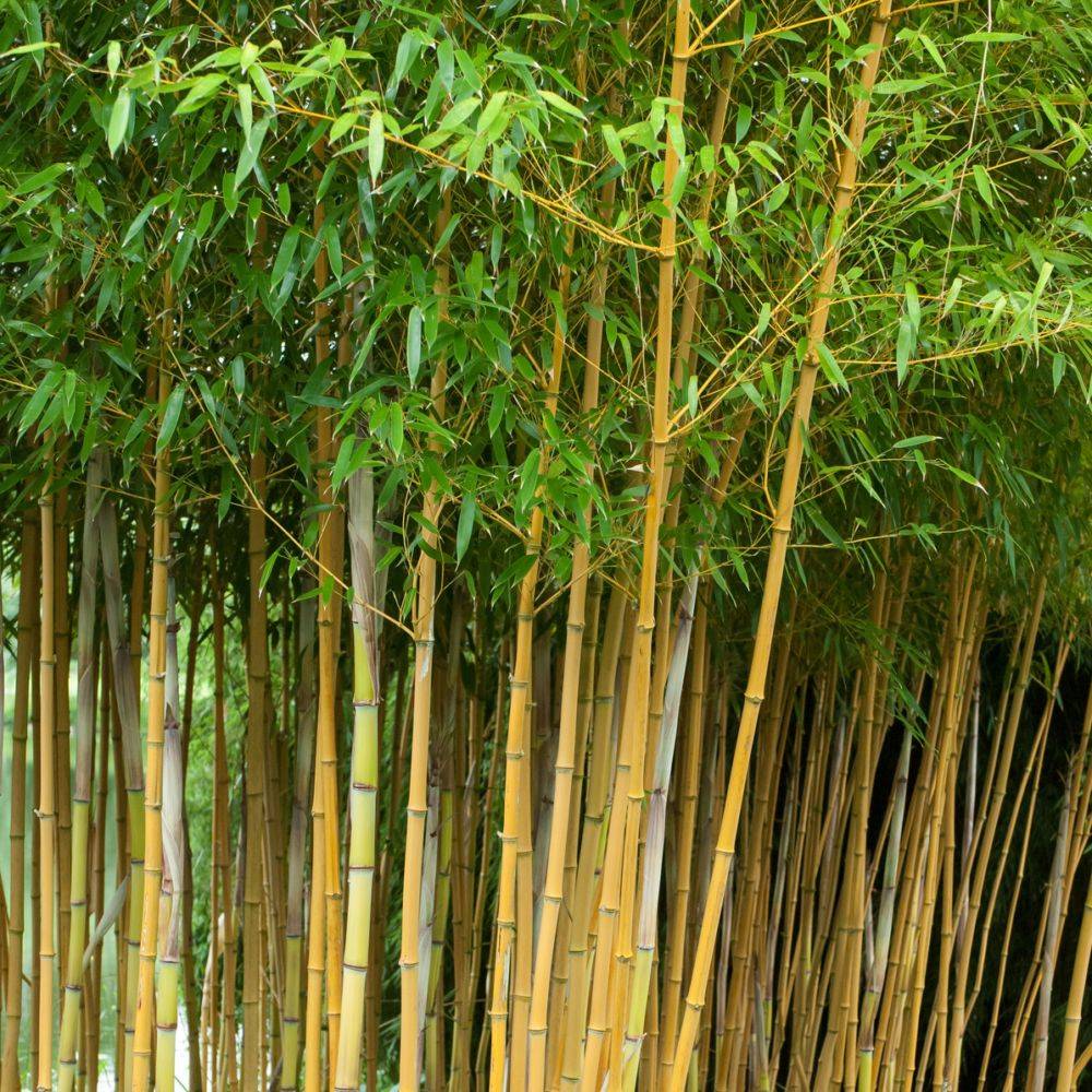 Bambou moyen : Phyllostachys aureosulcata 'Aureocaulis' - Image 2