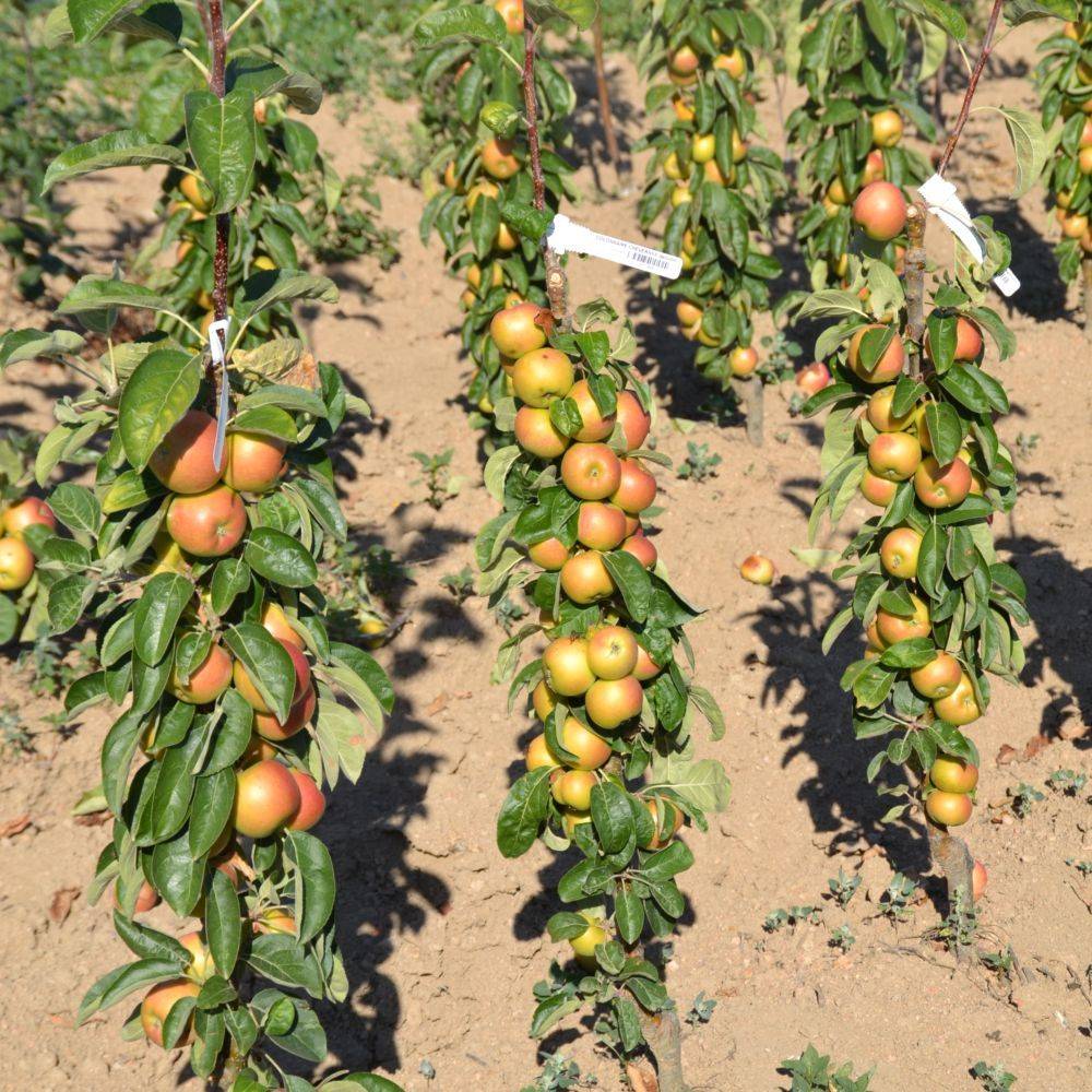 Pommier colonnaire Cheverny® - Image 2