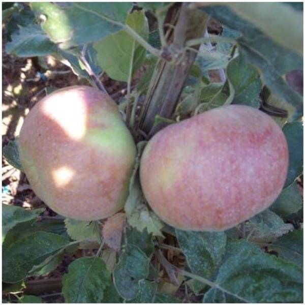 Pommier 'Belle Joséphine' : taille en gobelet