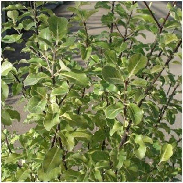 Pittosporum tenuifolium 'Penmarc'h'