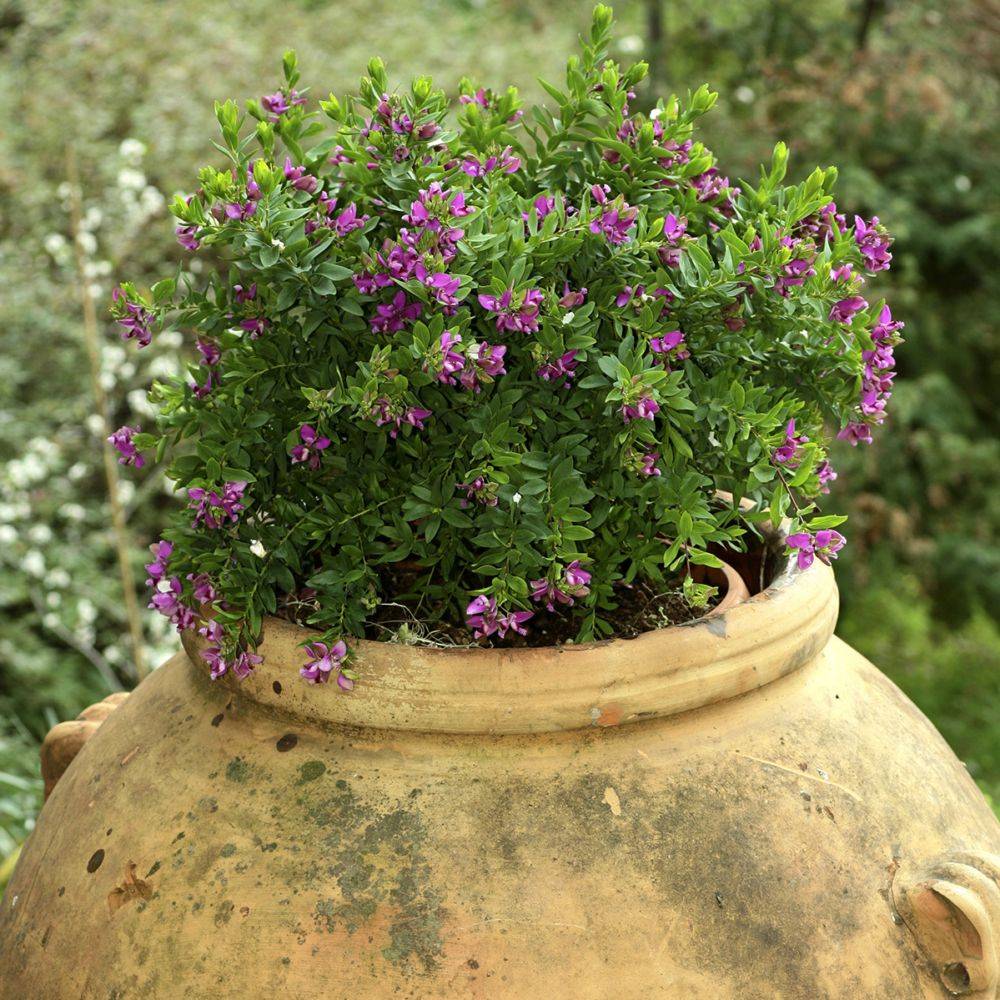 Polygala myrtifolia nain