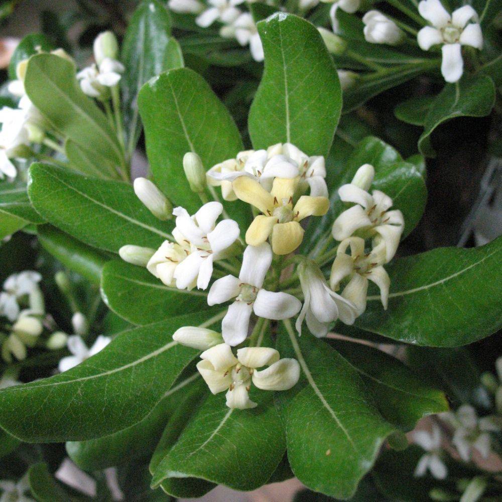 Pittosporum tobira odorant