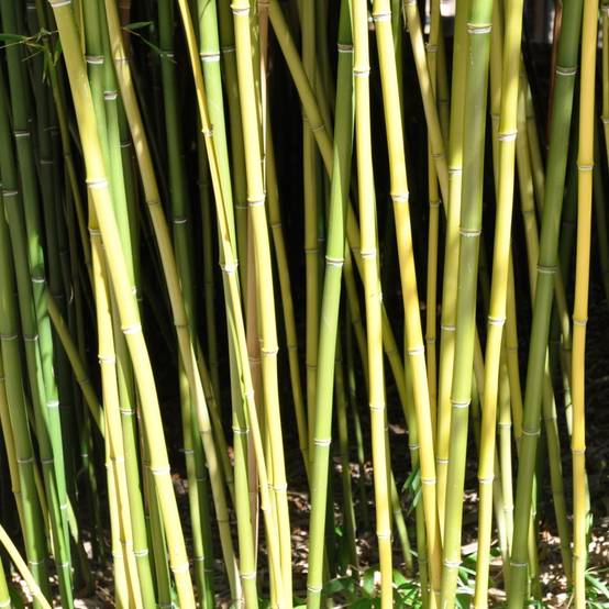 Bambou moyen : Phyllostachys humilis - Image 1