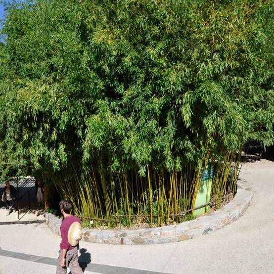 Bambou moyen : Phyllostachys humilis - Image 2