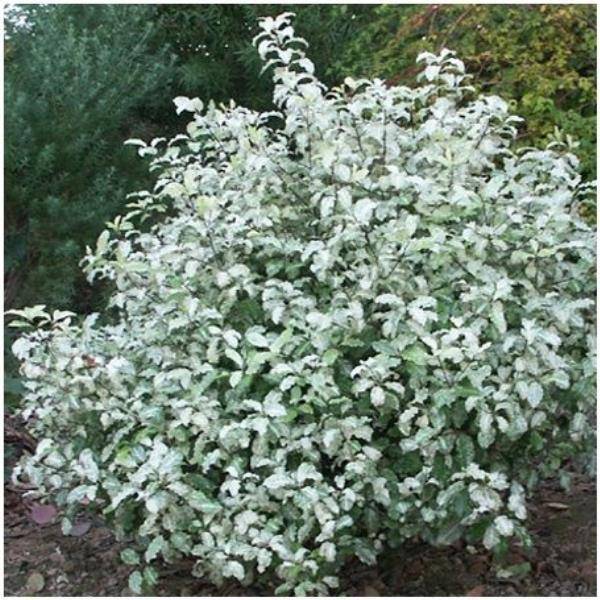 Pittosporum tenuifolium 'Irene Paterson'
