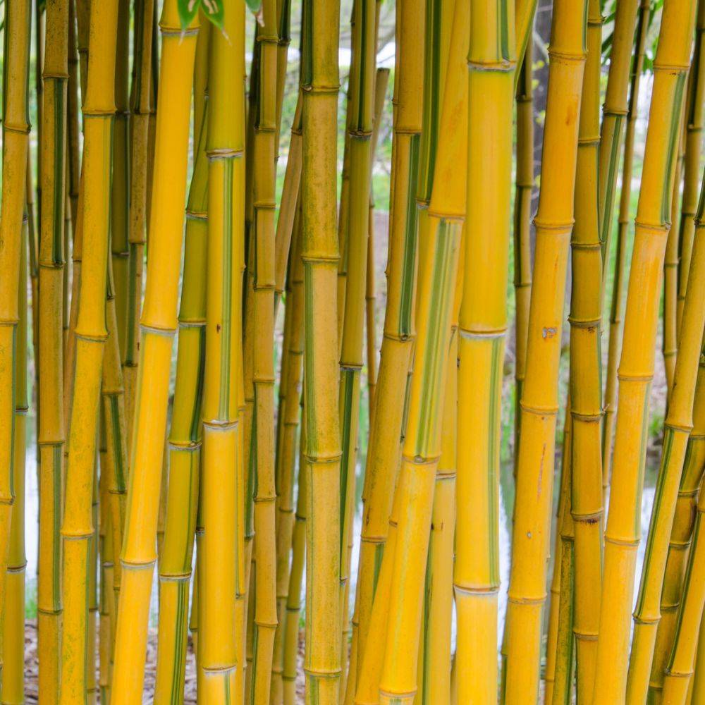Bambou Phyllostachys aureosulcata 'Spectabilis' - Image 1