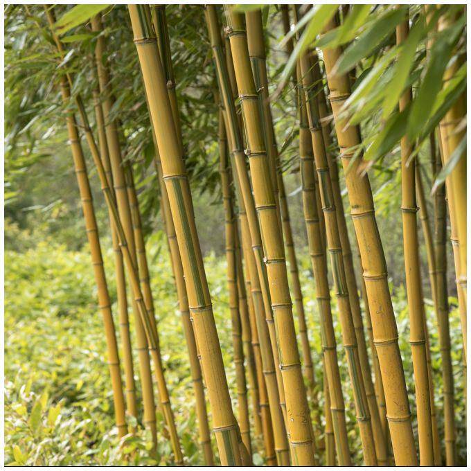 Bambou Phyllostachys aureosulcata 'Spectabilis' - Image 4