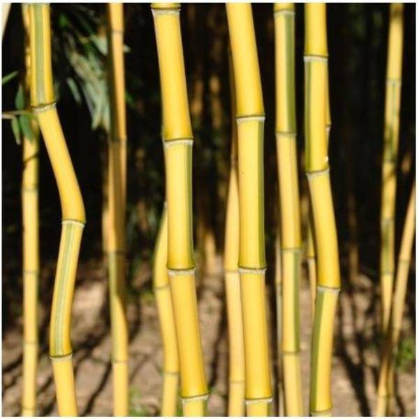 Bambou Phyllostachys aureosulcata 'Spectabilis' - Image 2