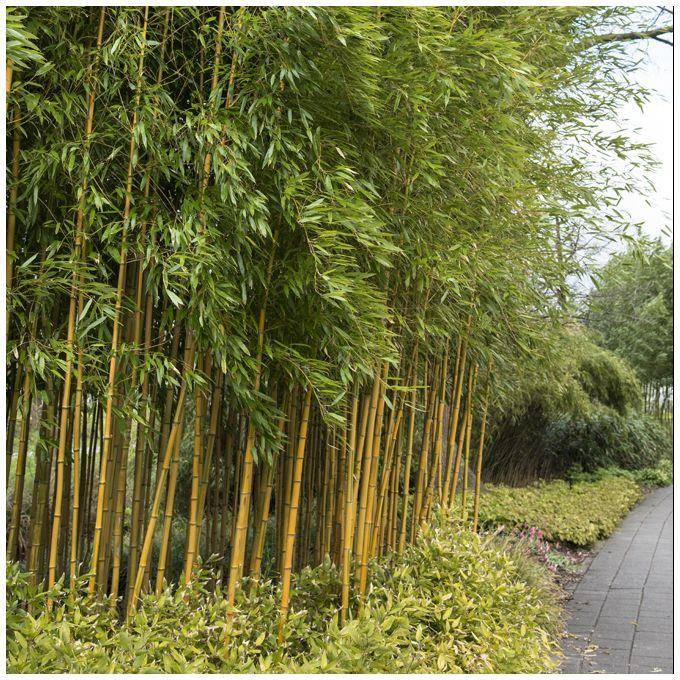Bambou Phyllostachys aureosulcata 'Spectabilis' - Image 3