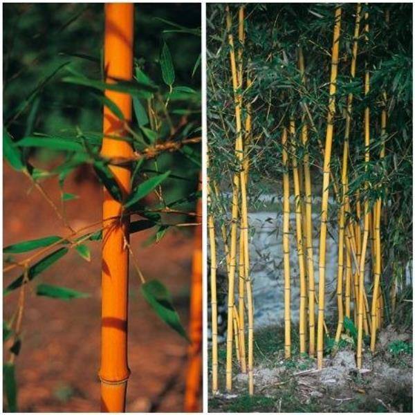 Bambou moyen : Phyllostachys aureosulcata 'Aureocaulis'