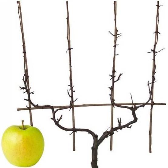 Pommier 'Golden Delicious' : taille en palmette double U - Image 2