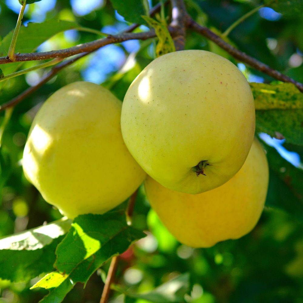 Pommier 'Golden Delicious' : taille en palmette double U - Image 1
